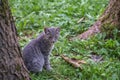 Grey striped cat sits on the grass between two trees, next to yellow maple leaf Royalty Free Stock Photo