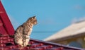 A grey striped cat sitting on the edge of a small red metallic roof looking right. Warm autumn rural scene with pet on Royalty Free Stock Photo