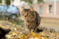 Grey striped homeless hungry cat. Emotional scenes. Autumn background with yellow fallen leaves.