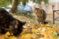 Grey striped homeless hungry cat looks at opponent. Emotional scenes. Autumn background with yellow fallen leaves. Focus on