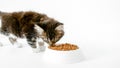 Grey striped kitten eating fresh dry cat food for small kittens. Maine Coon Cat eating food from bowl. Advertising kitty Royalty Free Stock Photo