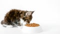 Grey striped kitten eating fresh dry cat food for small kittens. Maine Coon Cat eating food from bowl. Advertising kitty Royalty Free Stock Photo