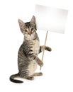 Grey striped kitten with poster in hands Royalty Free Stock Photo