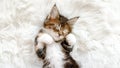 Grey Striped Kitten Wakes up and Stretches. Kitty Sleeping on a Fur White Blanket. Concept of Adorable Cat Pets. Royalty Free Stock Photo