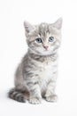 Grey striped kitten Royalty Free Stock Photo