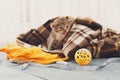 Grey striped newborn kitten in a plaid blanket