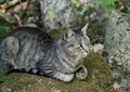 Grey Striped Tabby Cat On Moss Covered Rock