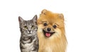 Grey striped tabby cat and Red Pomeranian dog panting with happy expression together on white background, banner framed looking at Royalty Free Stock Photo