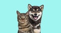 Grey striped tabby cat and Shiba inu dog panting with happy expr