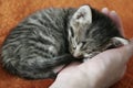 Kitten sleeping on a palm on orange background