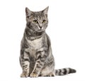 Grey stripped mixed-breed cat sitting, isolated