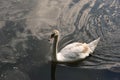 a grey swan swims in pond Royalty Free Stock Photo