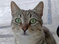 Grey tabby cat with beautiful green gemstones looking eyes