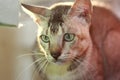 Grey Tabby Cat Royalty Free Stock Photo