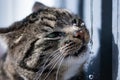 Grey tabby cat drinking water extreme close up portrait with water drops splashing around