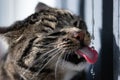 Grey tabby cat drinking water extreme close up portrait with water drops splashing around Royalty Free Stock Photo