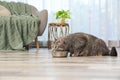 Grey tabby cat eating from bowl in room at home. Cute pet Royalty Free Stock Photo