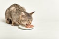 Grey tabby cat eating wet food from bowl on white Royalty Free Stock Photo