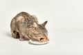 Grey tabby cat eating wet food from bowl with wide open mouth Royalty Free Stock Photo