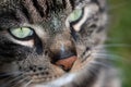 Grey tabby cat green eyes,extreme close up portrait , selective focus