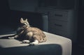 Grey tabby cat laing on sofa Royalty Free Stock Photo