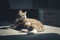 Grey tabby cat laing on sofa Royalty Free Stock Photo
