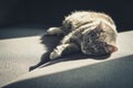 Grey tabby cat laing on sofa Royalty Free Stock Photo
