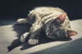 Grey tabby cat laing on sofa Royalty Free Stock Photo