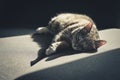 Grey tabby cat laing on sofa Royalty Free Stock Photo