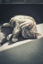 Grey tabby cat laing on sofa Royalty Free Stock Photo