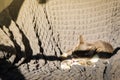 A Grey tabby cat laying sleeping on a bed closeup. Short Hair young brindle kitten sleep Royalty Free Stock Photo