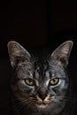 Grey tabby cat looks dangerous and serious on black background