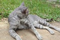Grey Tabby Cat Relaxing with Its Head Turned Royalty Free Stock Photo