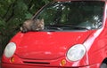 Grey tabby cat is lying on a red car Royalty Free Stock Photo