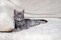 Grey tabby cat lying stretched out on white cushion and looking squinting at camera, copy space