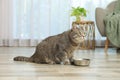 Grey cat near feeding bowl at home. Cute pet Royalty Free Stock Photo