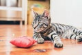 Grey tabby cat with pretty striped markings