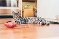 Grey tabby cat with pretty striped markings