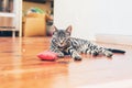 Grey tabby cat with pretty striped markings