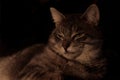 Grey Tabby Cat profile resting Low Key