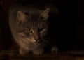 Grey Tabby Cat profile resting Low Key