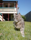 Grey tabby cat on the prowl Royalty Free Stock Photo