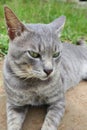 Grey Tabby Cat Relaxing with Its Head Turned Royalty Free Stock Photo