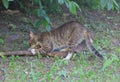 Grey tabby cat sharpens its claws on a broken branch