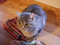 A grey tabby cat sits on a wooden bench inside the house in a dark room.