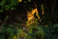 Grey tabby cat sitting in the evening sun underneath a plant in the garden Royalty Free Stock Photo