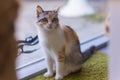 Grey tabby cat sitting on fluffy rug near window. Royalty Free Stock Photo