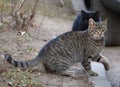 Grey tabby cat sitting on the ground Royalty Free Stock Photo