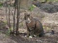 Grey tabby cat is sitting on the ground Royalty Free Stock Photo