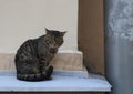 Grey tabby cat is sitting on a ledge near a drainpipe